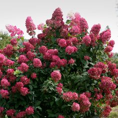 pink flowers are blooming in the garden