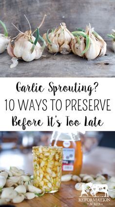 garlic sprouts on a table with the words garlic sprouting? 10 ways to preserve before it's too late