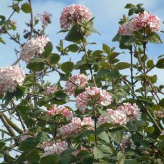 pink and white flowers are blooming on the branches of a tree against a blue sky with wispy clouds