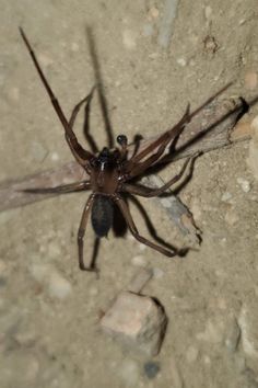 a large brown spider sitting on top of a stone floor