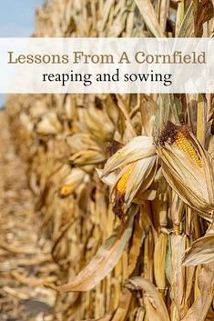 a corn field with the words lessons from a cornfield reaping and sowing