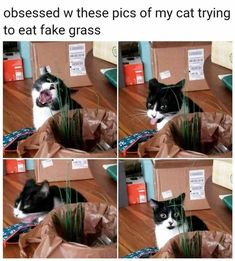 a black and white cat sitting in a box on top of a table next to a plant