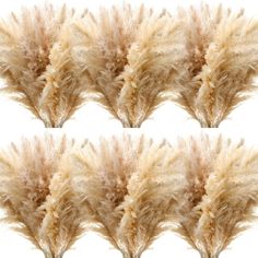 four different images of dried grass on a white background, each with brown and beige colors