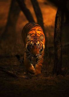 a tiger walking through the woods at night