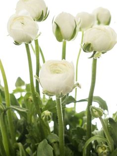 some white flowers are growing in the grass