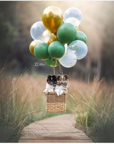 two kittens in a basket with balloons attached to them on a wooden walkway between tall grass