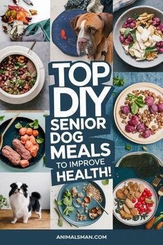 top diy senior dog meals to improve health