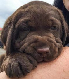 a woman holding a brown puppy in her arms