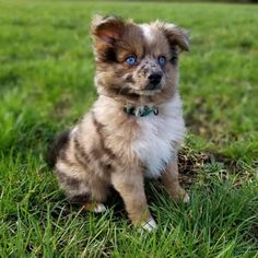 a small brown and white dog sitting in the grass