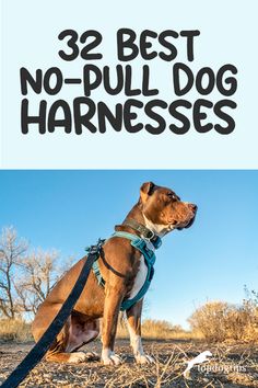 a brown dog sitting on top of a dry grass field with the words 32 best no - pull dog harnesses