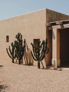 three cactus trees in front of a building with no doors on the outside and side