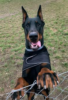 a black and brown dog sitting on top of a field next to a wire fence