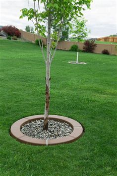 a small tree is in the middle of a lawn