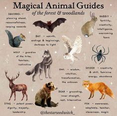 an animal guide with different animals and their names on it's side, including the wolf