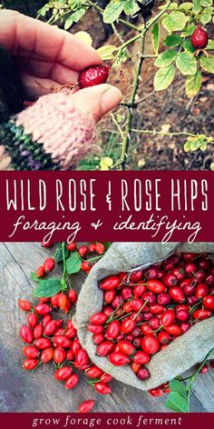 wild rose and rose hipss growing in the garden with text overlaying it