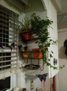 some plants are hanging on the wall in front of a window with shutters and blinds