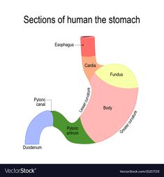 the anatomy of the stomach and its major functions in human body, with labels on each side