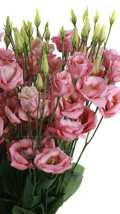 a bouquet of pink flowers with green stems