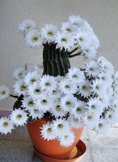 a potted plant with white flowers in it