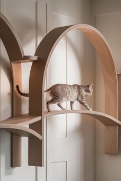 a cat standing on top of a wooden shelf