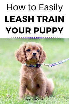 a puppy sitting in the grass with text overlay that reads how to easily leash train your puppy