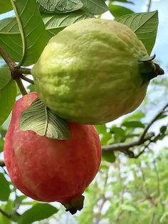 two fruits hanging from a tree with leaves