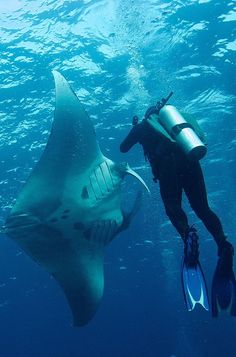 a manta ray swims in the ocean with a scuba mask on his face