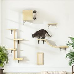 a cat climbing up the side of a wall with shelves on it and two cats sitting on top