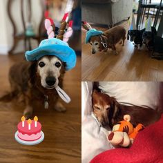 a dog wearing a birthday hat next to pictures of other dogs and toys on the floor