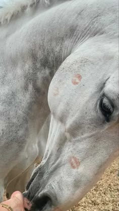 a person feeding a white horse on top of a field