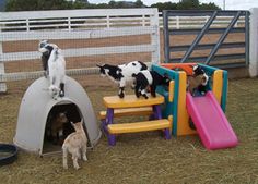 three goats are standing in front of a small dog house with slides on the ground