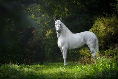 a white horse is standing in the grass