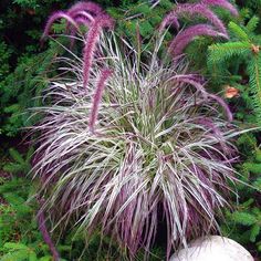 purple and white plant in the middle of green plants