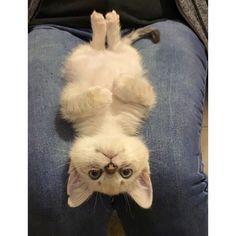 a white cat laying upside down on it's back