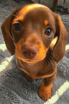 a small brown dog sitting on top of a blanket