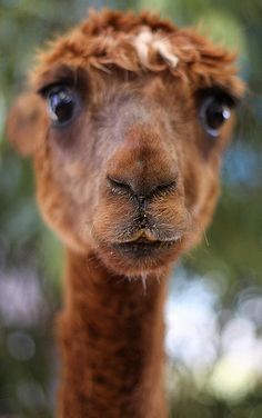 an alpaca looking at the camera with trees in the background