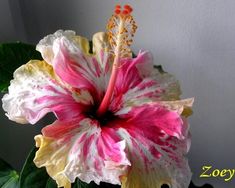 a pink and white flower sitting on top of a green leafy plant next to a wall