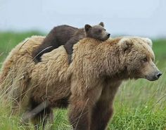 two brown bears are standing in the grass and one bear is sitting on its back