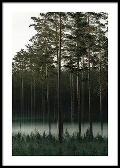 a forest with trees and water in the foreground, on a foggy day