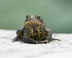 a frog sitting on the ground looking at the camera