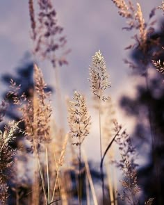 some very pretty flowers in the grass with blue sky behind them and clouds above it