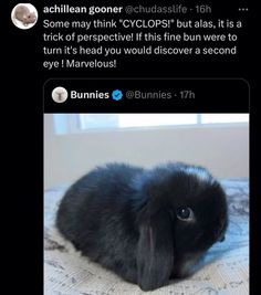 a black bunny sitting on top of a bed next to a tweet with the caption bunnies