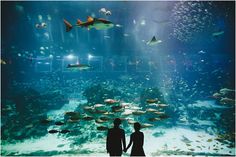 two people standing in front of an aquarium looking at fish and other marine life on display