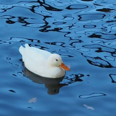 a white duck floating on top of a body of water