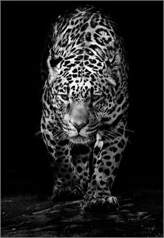 a black and white photo of a leopard walking in the dark with its eyes closed