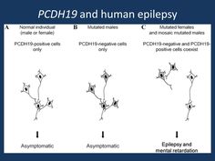 Mysteries of a neuronal pathfinder – this is what you should know about PCDH19 in 2015 Human