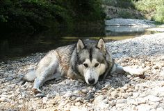 a dog laying on the ground next to some rocks and water with trees in the background