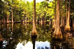 trees are reflected in the still water of a swampy area with tall, thin trees