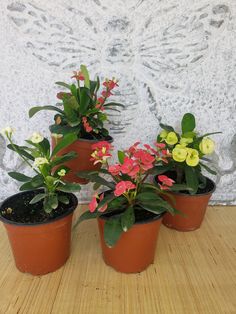 three potted plants sitting on top of a wooden table