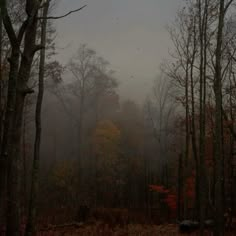 foggy forest with trees and leaves on the ground in front of some birds flying overhead